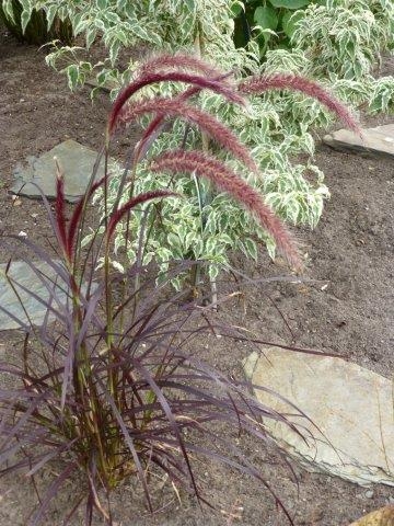 Pennisetum setaceum 'Rubrum'